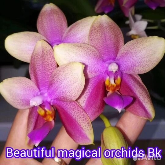 Лиодоро орхидея фаленопсис