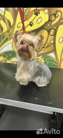 Йоркширский терьер вязка мальчик