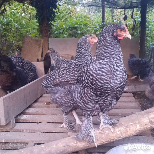 Мехеленская кукушка