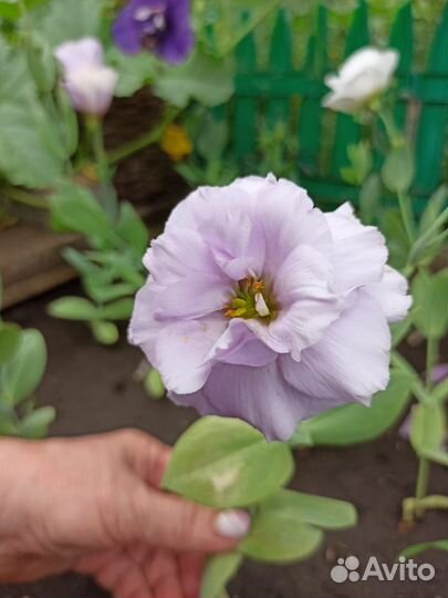 Эустома рассада