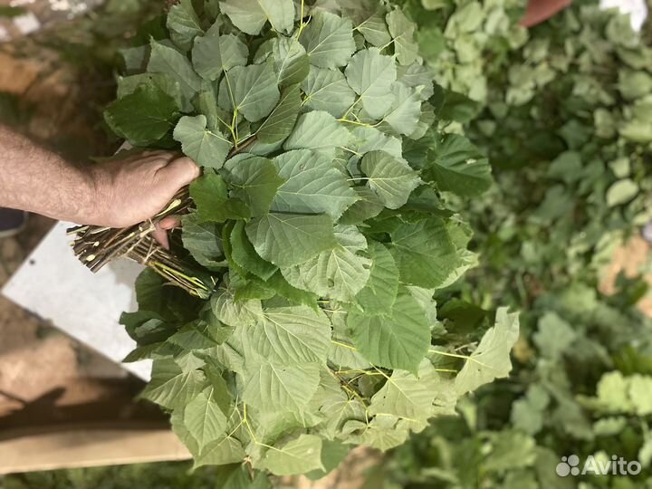 Веник липовый 2024г июль