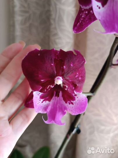Орхидея фаленопсис биг лип