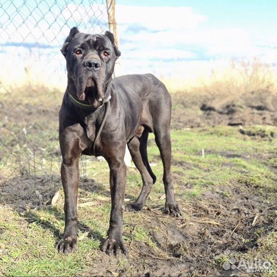 Кобель кане корсо в добрые руки