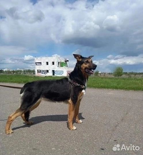 Собаки бесплатно