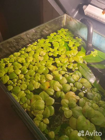 Прополка растений аквариумных