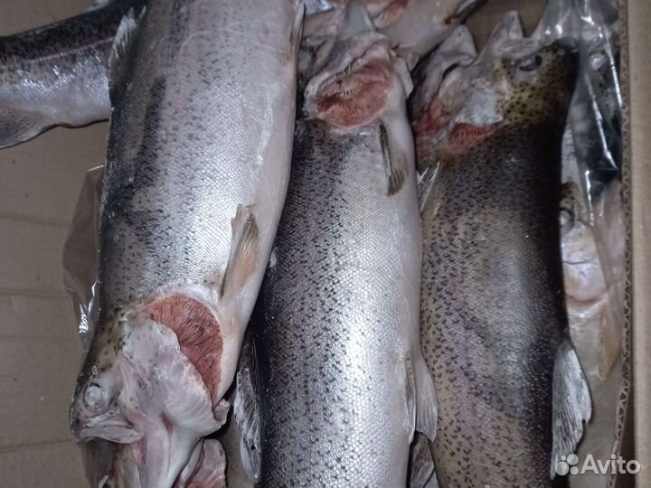 Форель непотрощенная из Киргизии