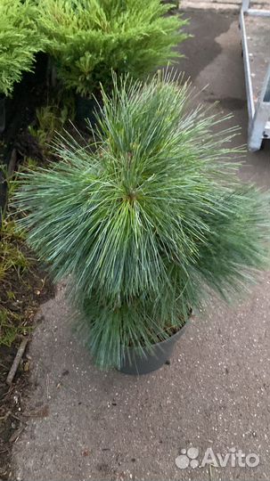 Сосна Витхорст