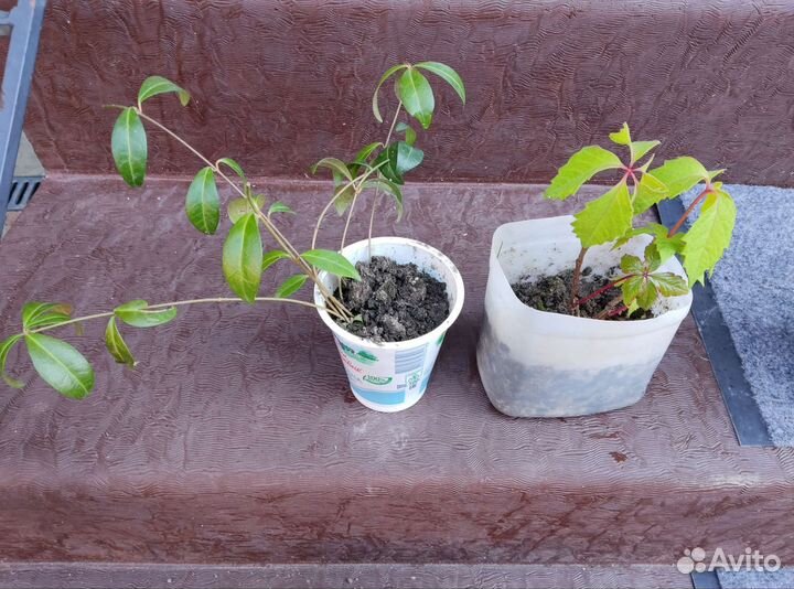 Многолетники кусты для сада