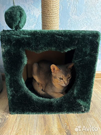 Когтеточка домик для кошки