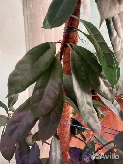 Фикус эластика