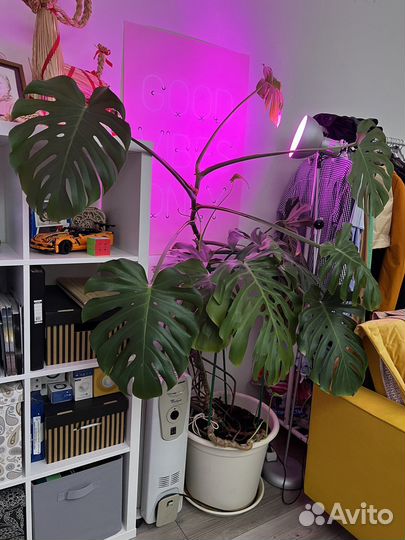 Монстера взрослое дерево 1,5 метра