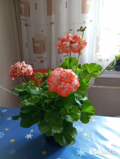 Пеларгония Marigold Byulbit