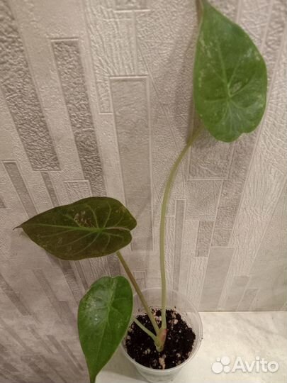 Алоказии Венти вар, Гагеана,Коразон