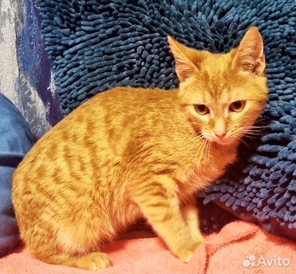 Котёнок Зевс ищет дом