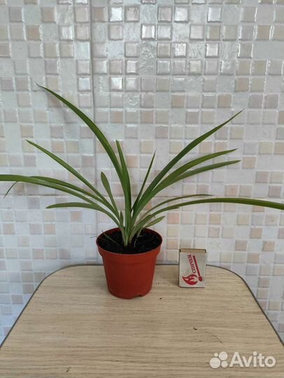 Хлорофитум