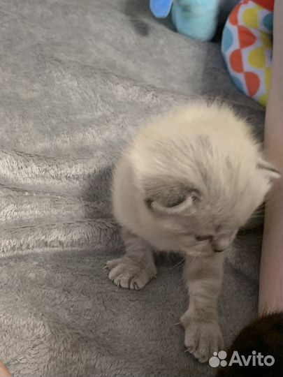 Кошки бесплатно