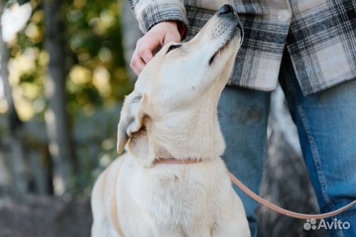 Маленькая собака бесплатно