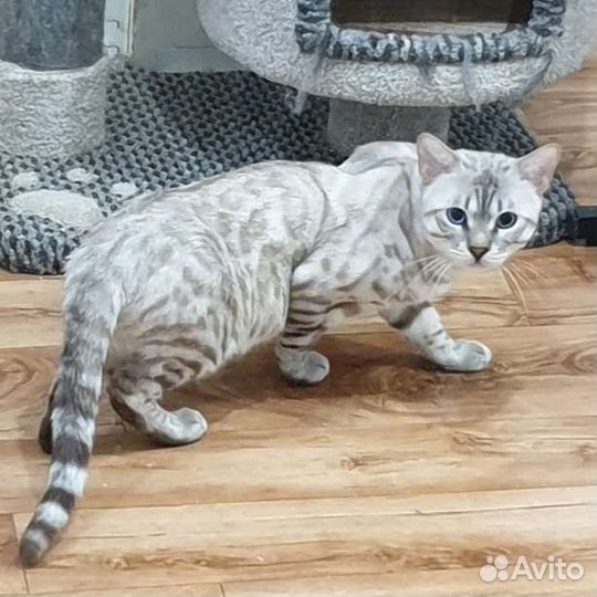 Бенгал серебристый минк, носитель угля