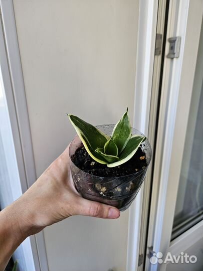 Сансевиерия Муншайн, хани крео