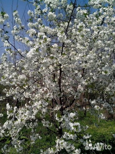 Саженцы вишни