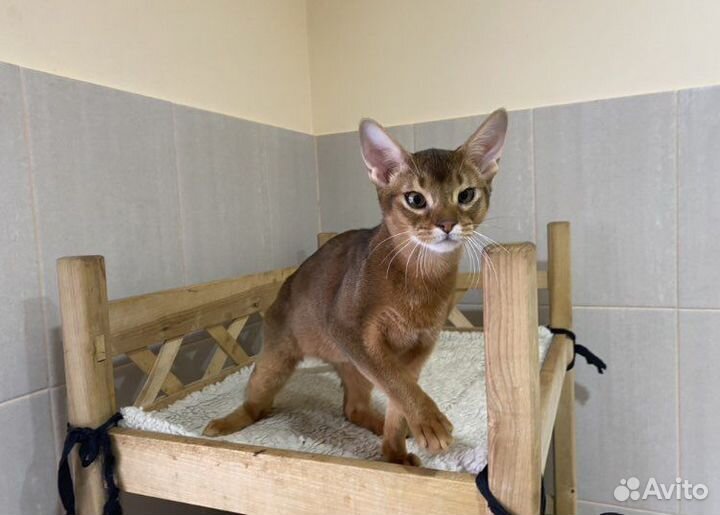 Абиссинский котик Феликс