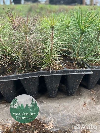 Зкс Сосна сеянцы Ели Лиственницы окс Голуб Горная