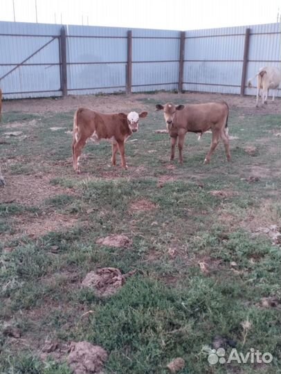 Коровы и телята
