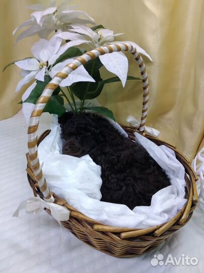 Пудель средний коричневый