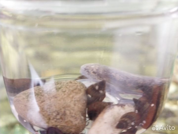 Аквариумные улитки мелании