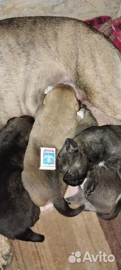 Собака в добрые руки