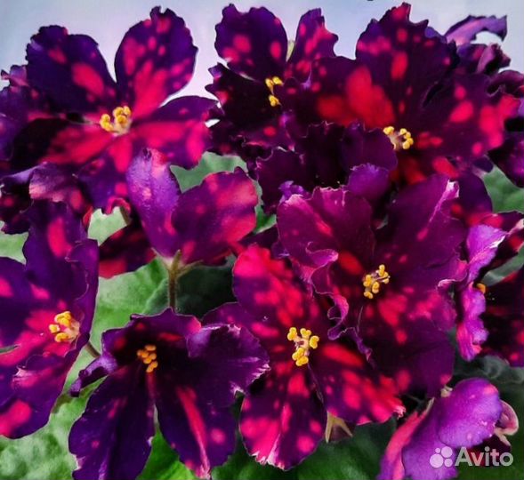 Детки и укорененные листики сортовых фиалок