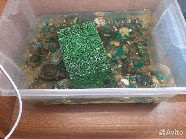 Черепаха с аквариумом