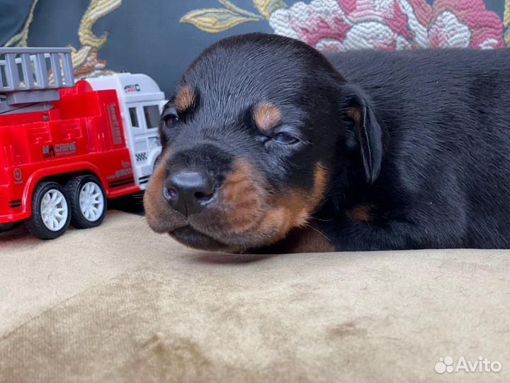 Собаки щенки добермана