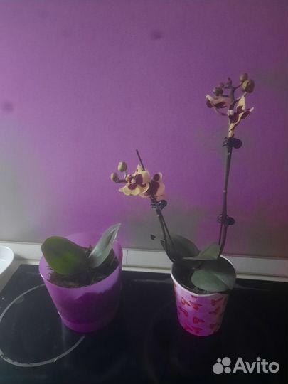 Орхидея фаленопсис