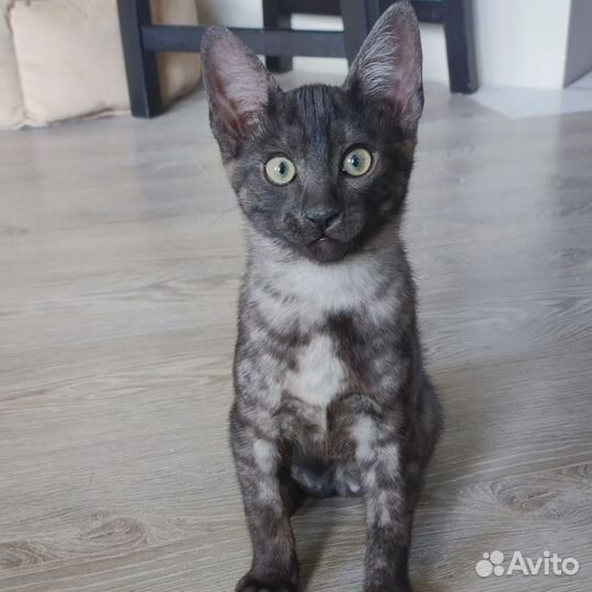 Египетская мау в окрасе дым