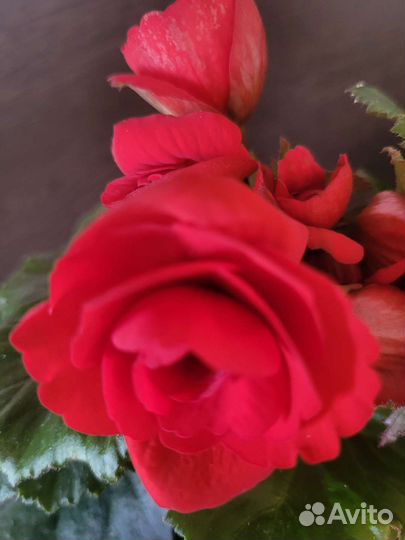 Бегония элатиор