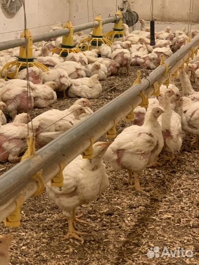 Домашнее мясо цыплят бройлеров, халяль