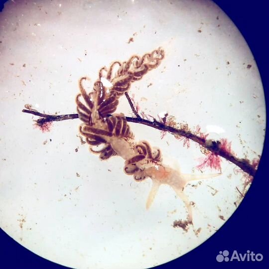 Микроскоп стерео бинокулярный 20х-30х (40х-60х)