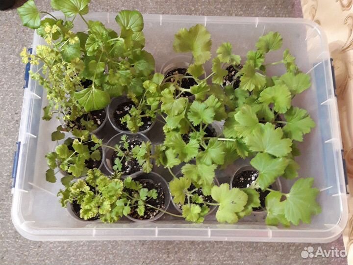 Пеларгонии сортовые ангелы, королевские и другие