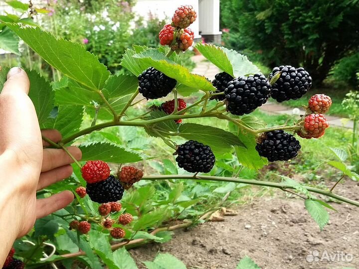 Саженцы малины Красный гигант ежевика черноплодка