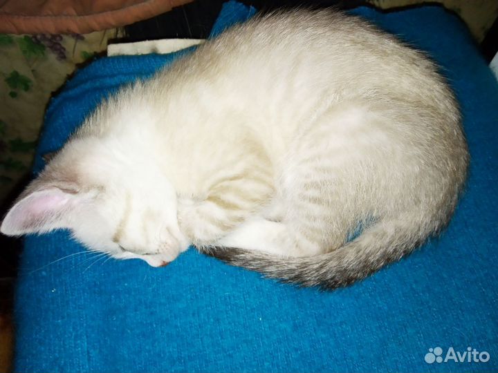 Кошечка д.р.16.03
