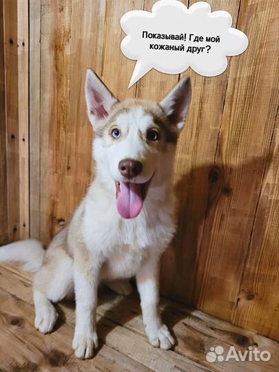 Сибирский хаски