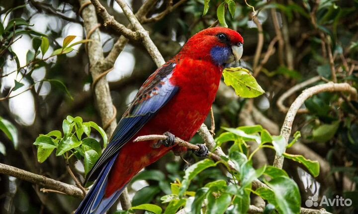 Ожереловый попугай