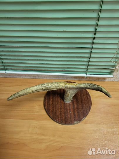 Лосиные рога