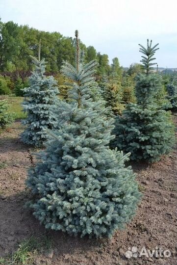 Саженцы Ель Глаука Экстра из питомника