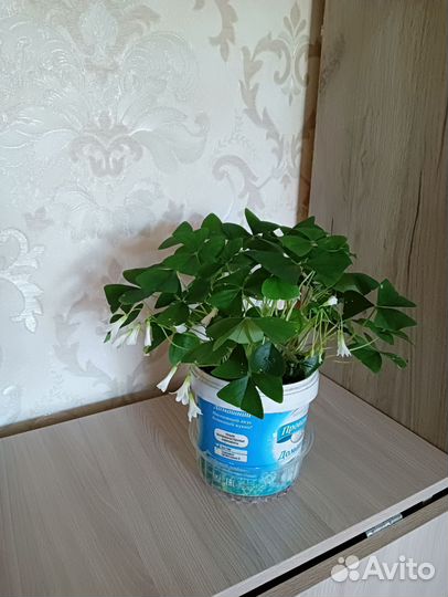 Оксалис (кислица)