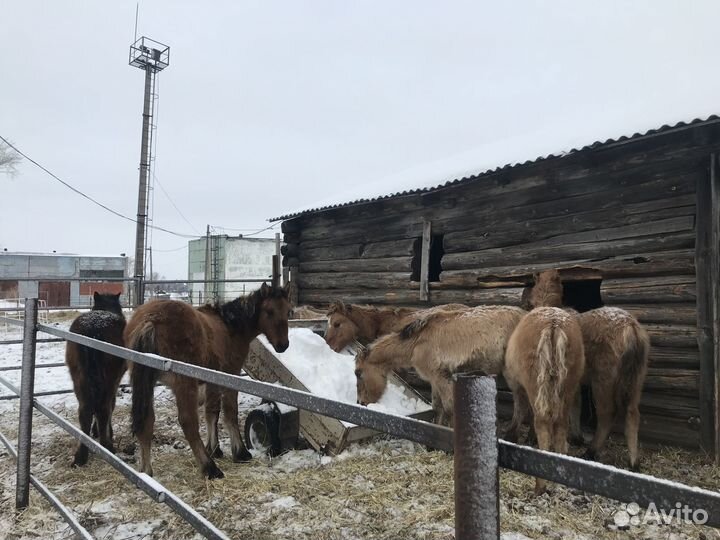 Продаются лошади