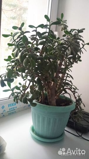 Крассула или толстянка