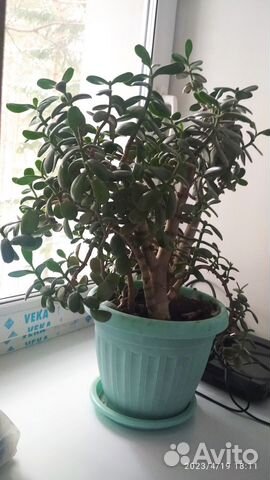 Крассула или толстянка