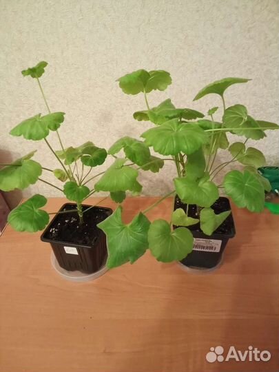 Цветы для дома и сада